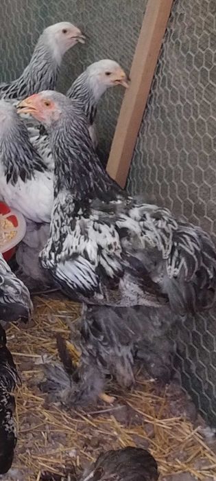 Pui brahma  50 lei bucata