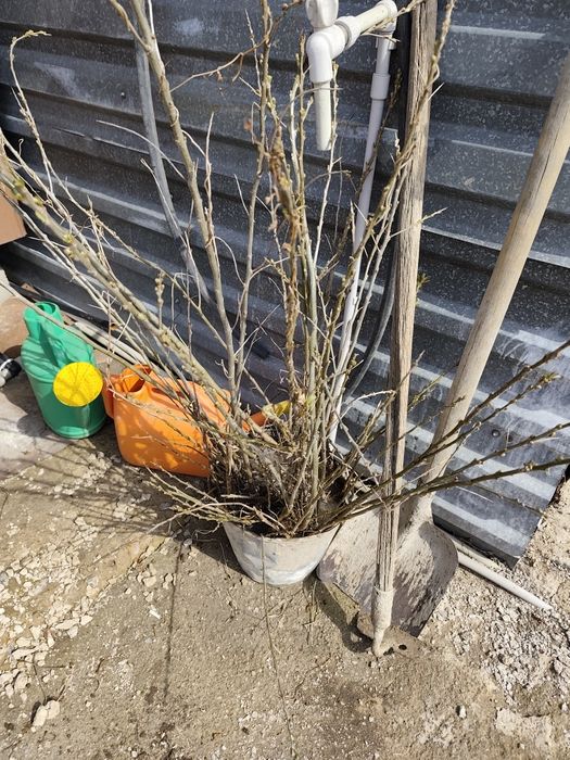 Саженцы дешево срочно