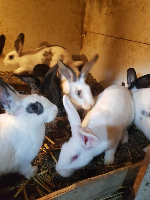 Iepuri de vanzare 3 luni 80 lei bucate, 150 lei 2, Movilita ,Vrancea