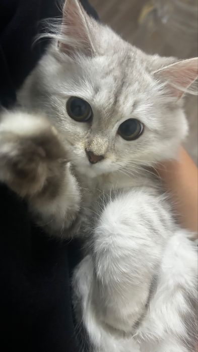 Қолға үйретілген мысық кошка