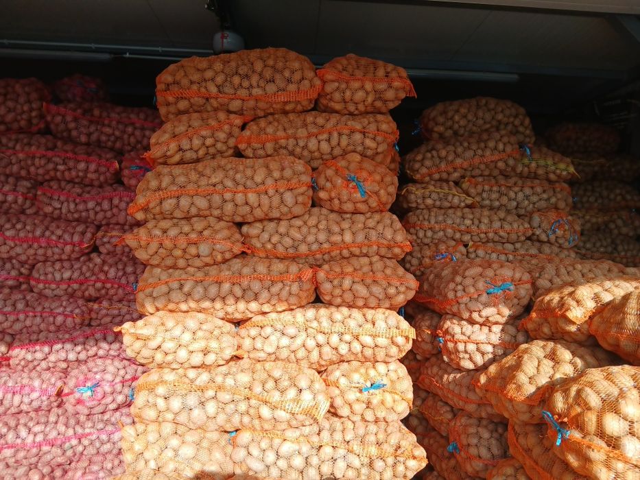 Cartofi de samanta 07/4(060)45)98