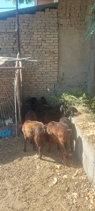 Кузи 6та ургочи 3 та эркак соглом