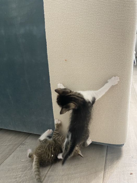 Котята три мальчика и одна девочка