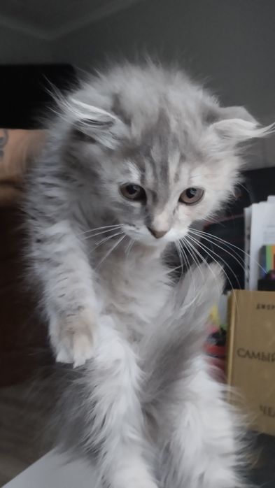 Котята вислоухие