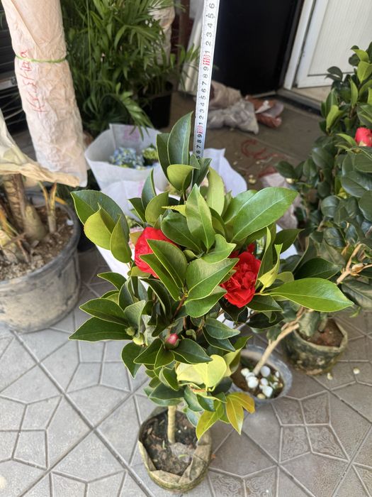 Камелия Японская Роза