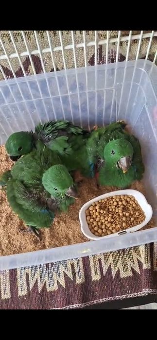 Pui papagal Eclectus