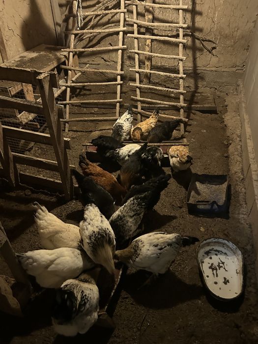 Продам петушков!