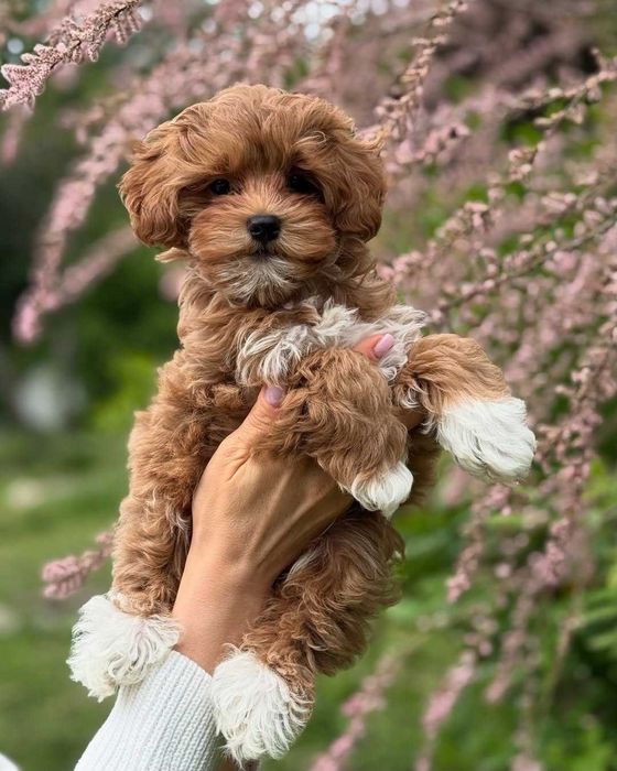 Cățeluș Maltipoo mini toy