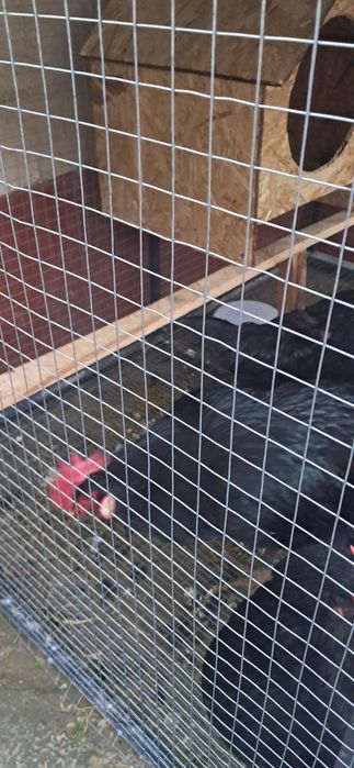 Кора шахзода кизикганла товуклари бор тухумда