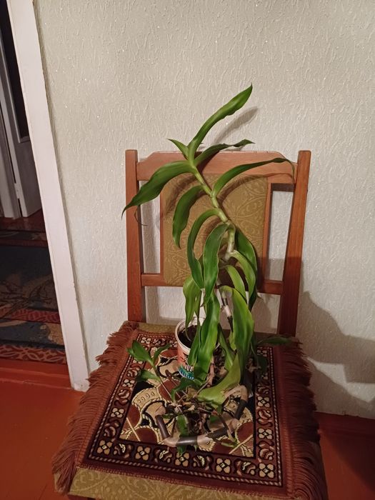 Продаётся цветок Золотой ус.