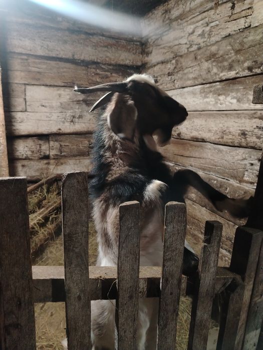 Продам козла 5 месяцев