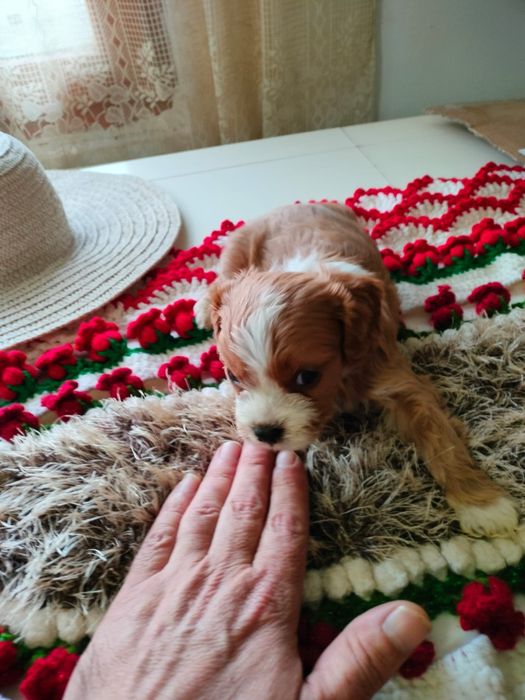 Cavapoo baetel disponibil