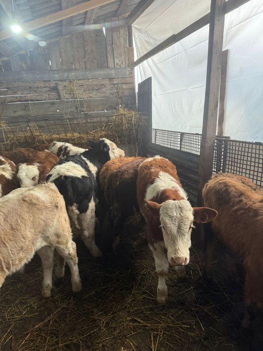 vând 12 vitei (tăurași)