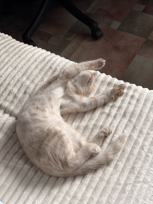 Кота в добрые руки