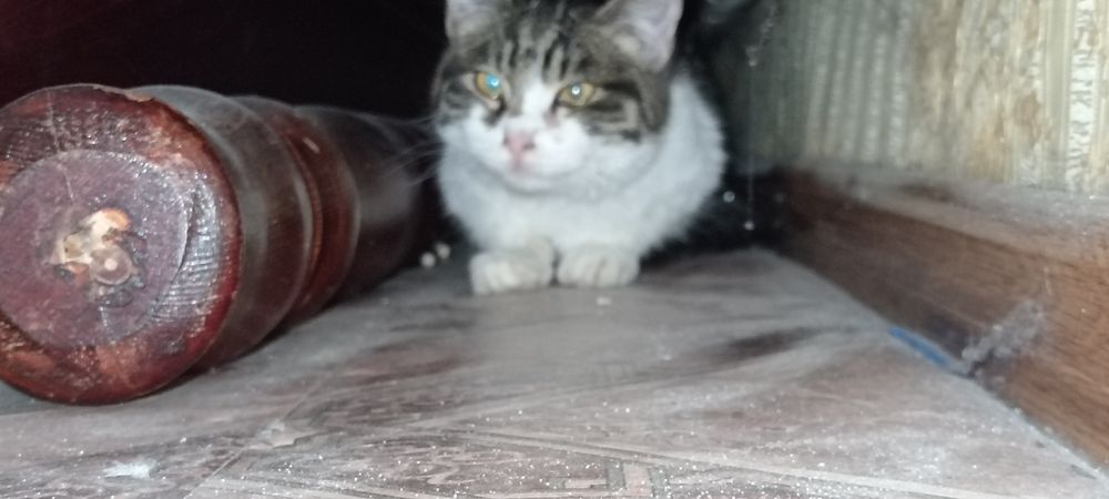 Одам кошку в добрые