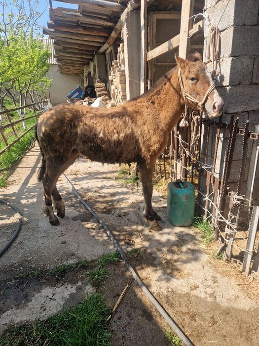 Тай сатылады ургашы