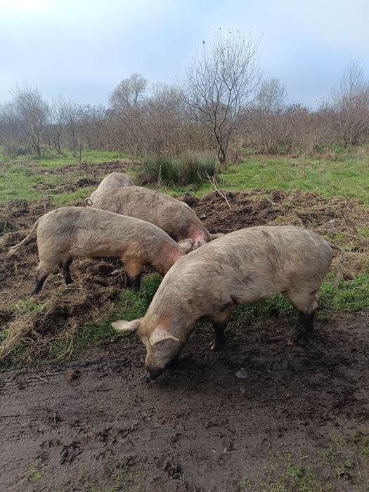 Прасета кастрирани