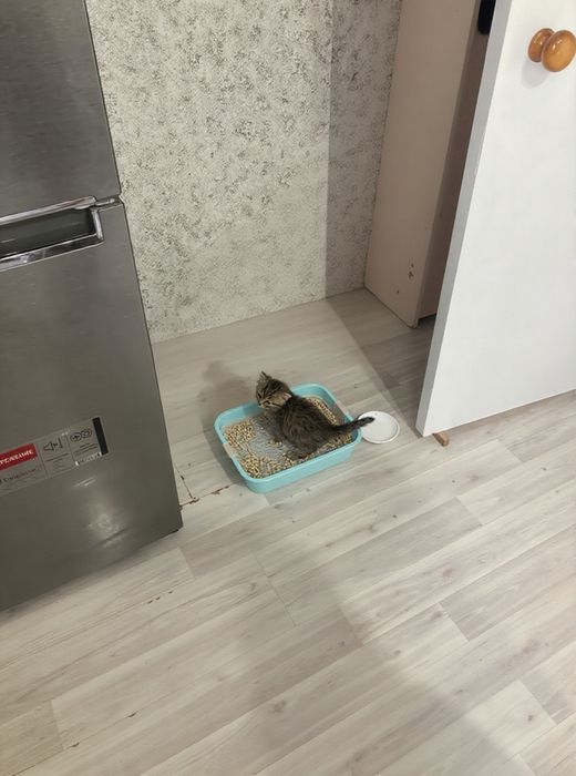 Шотландские вислоухие
