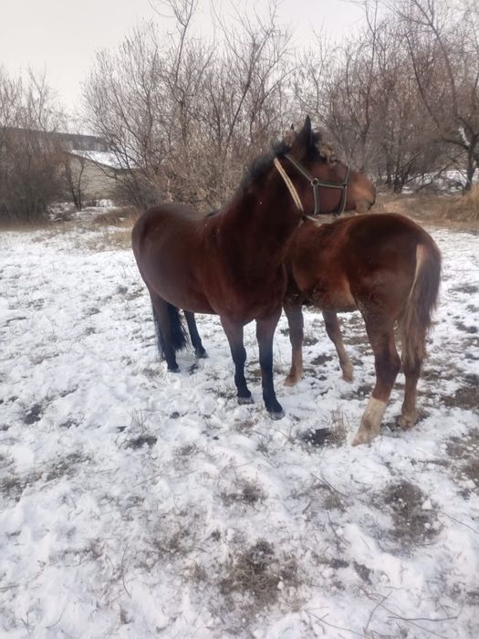 Сауын биелер тайларымен