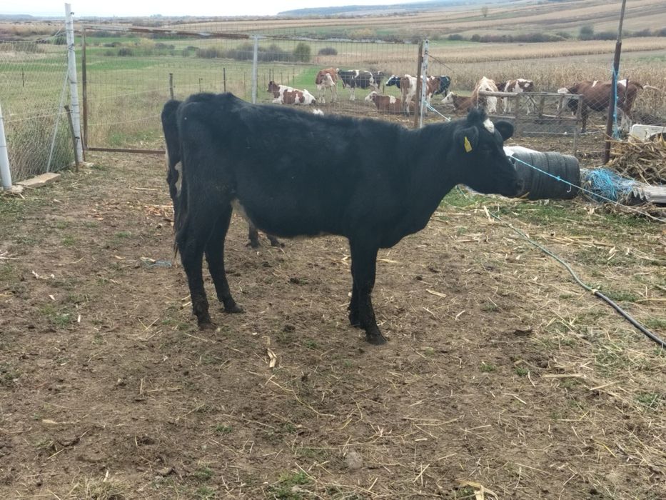 Vițele vând sau schimb cu vaca