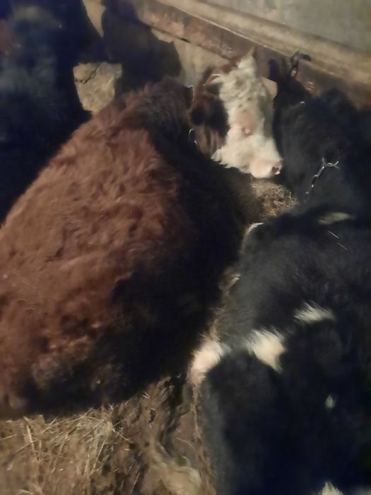 Телята  годовалые