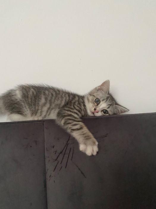 Отдам котенка бесплатно