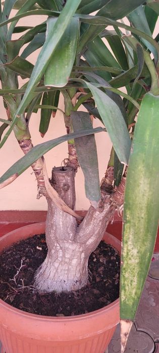 YUCCA matura 140 cm- 8 ani- planta decorativa deosebita