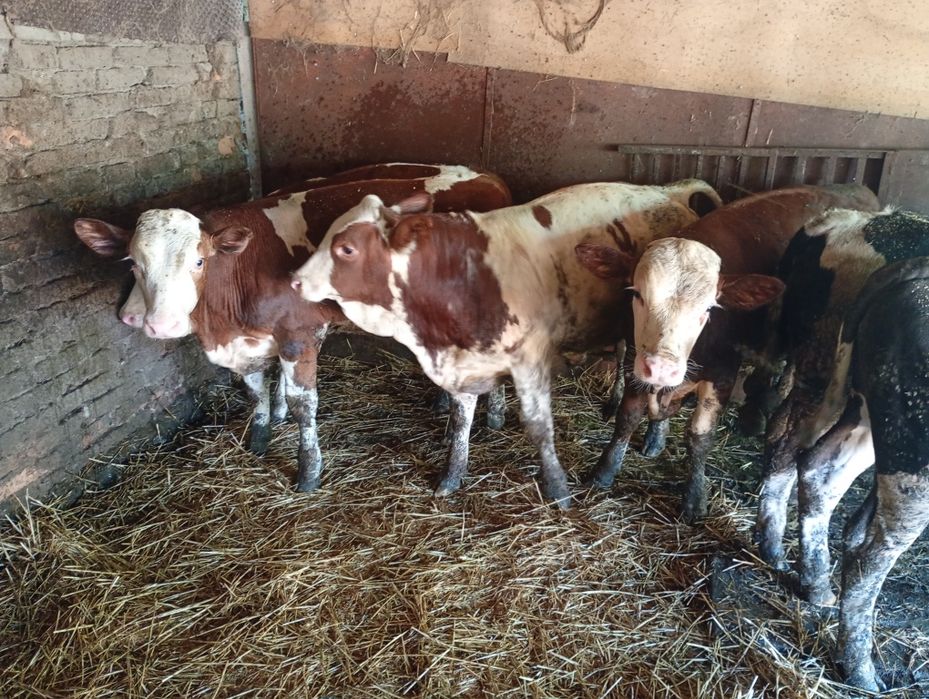 Vând 10 viței cu acte