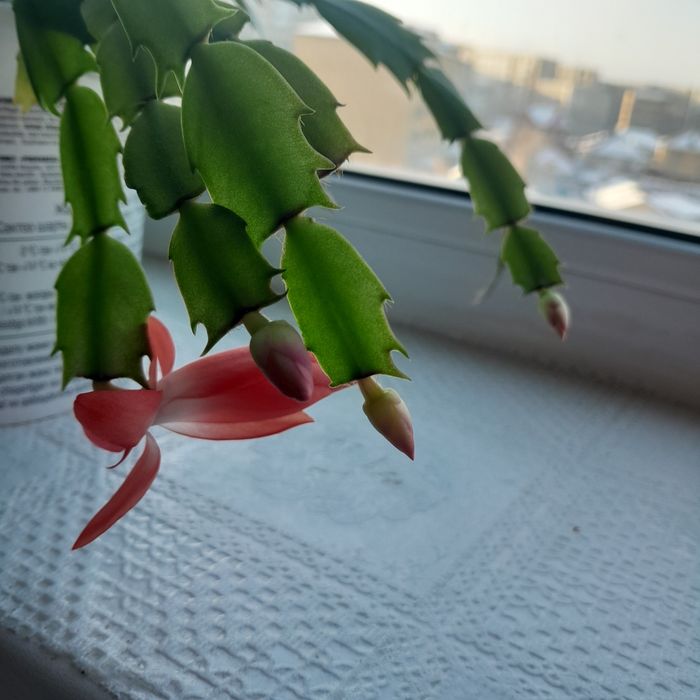 Декабрист красный