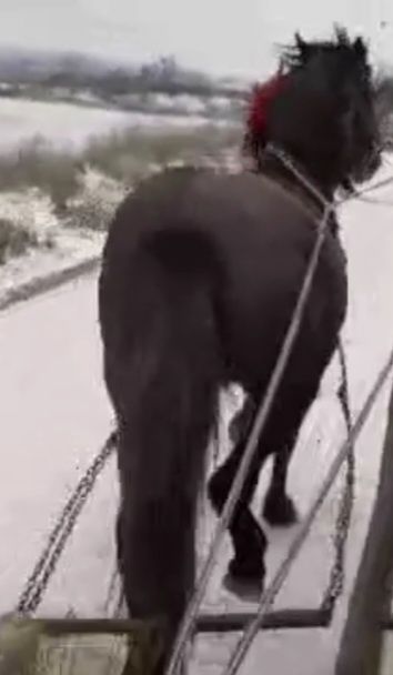 Vând armăsar de 4 ani