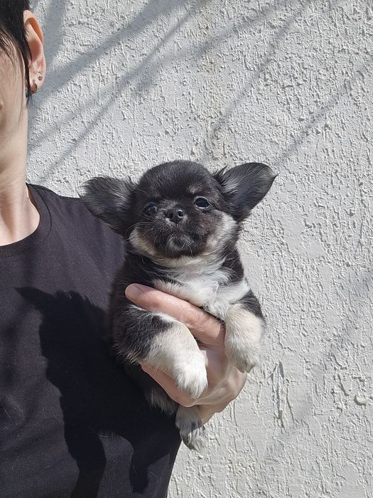 Чихуахуа девочка