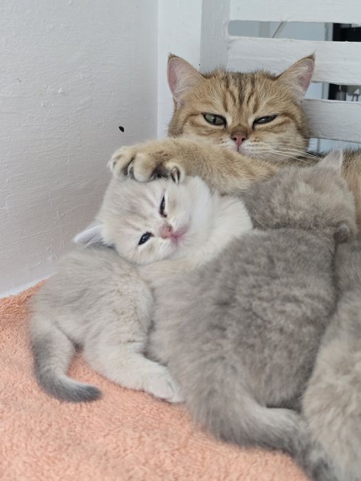 Британские  девули.пареньки.