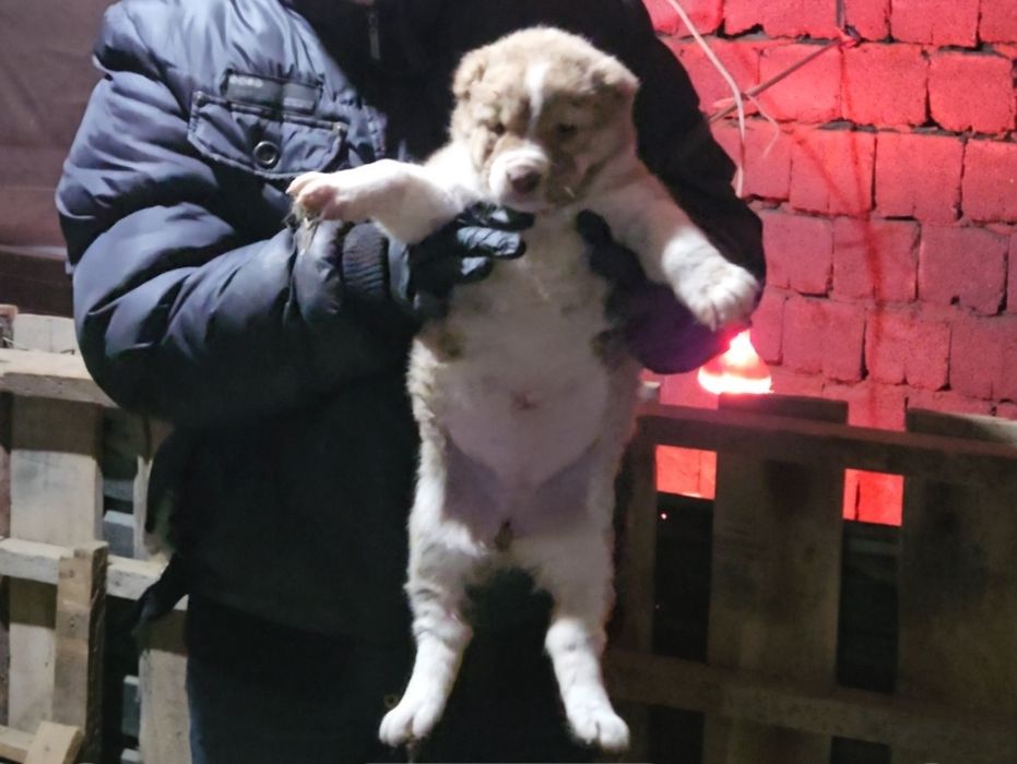 Продаются щенки банзая(118кг)