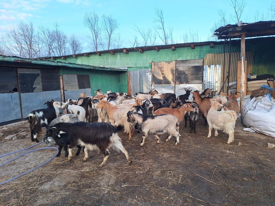 Vând capre cu iezii