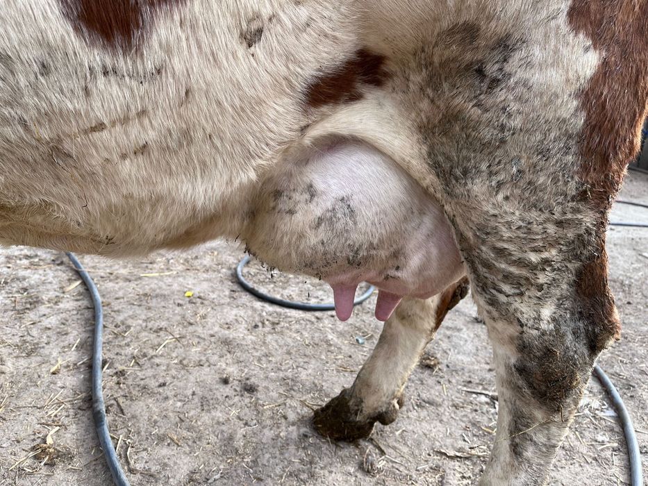 De vanzare vaca fátat de o luna