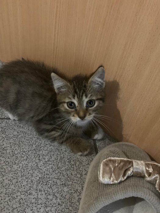 Отдам котенка мальчик