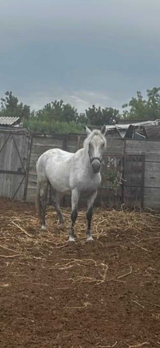 Продам кобылу с откорма жирную
