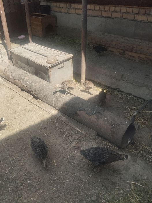 Куркачалар сотилади индюшата