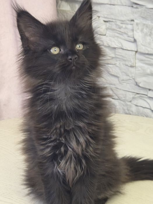 Мейн-  кун котенок