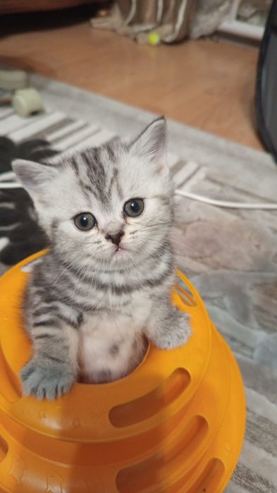 ОчаРоваШки шоТландскИе