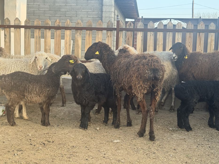 Козылы койлар сатылады.