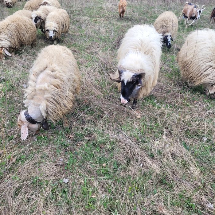 Vând berbec cu nasul alb și o oaie breaza