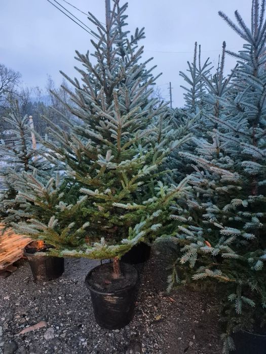 Brazi verzi și argintii