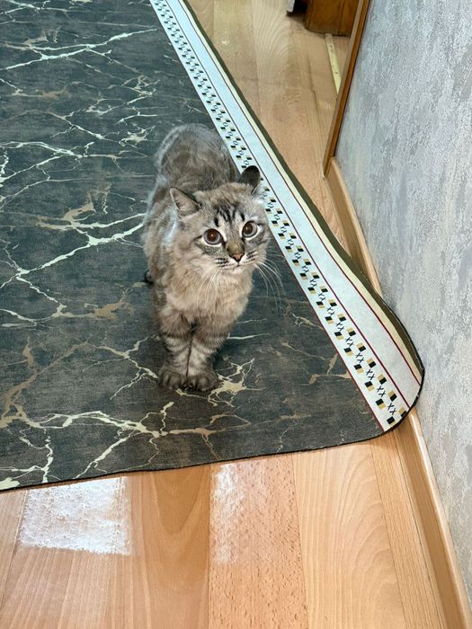 Отдам кота в добрые руки