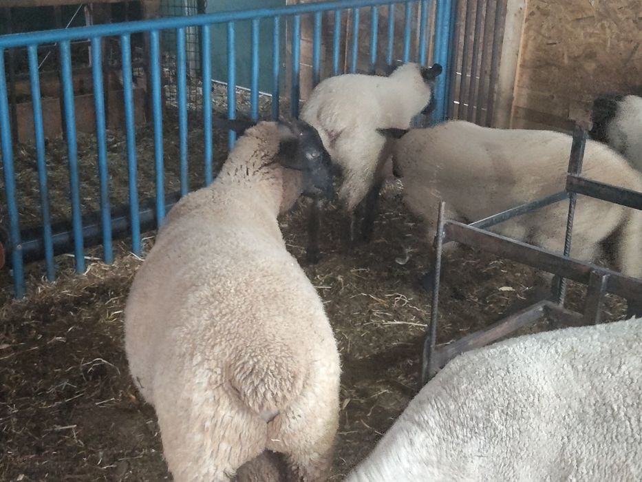 Suffolk miele și berbec