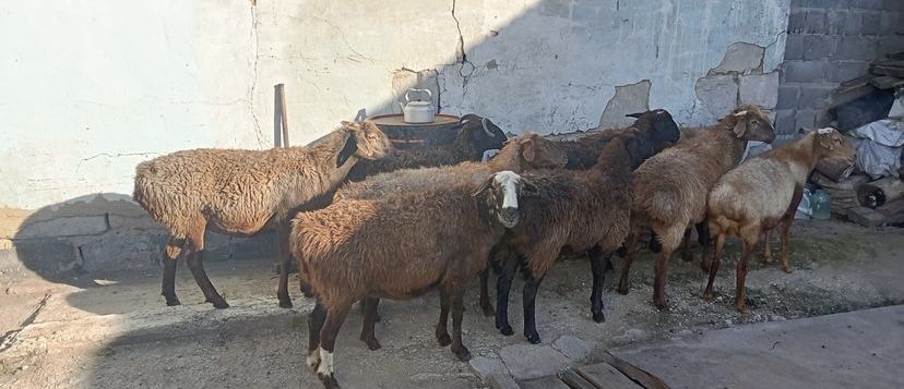 Продается жирные бараны, токты, кошкар, марка