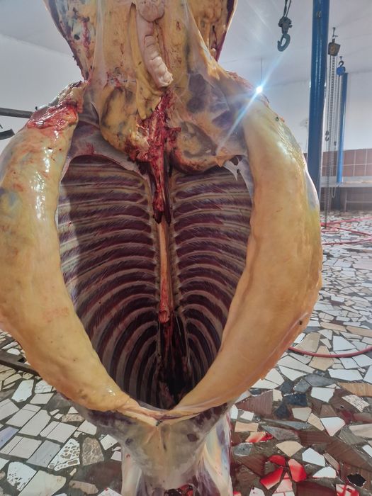 Семіз байтал сатылады