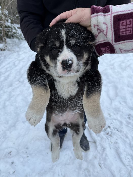 Щенок Алабай Туркменский