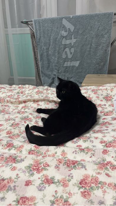 Котенок (девочка) черная с зелеными глазами