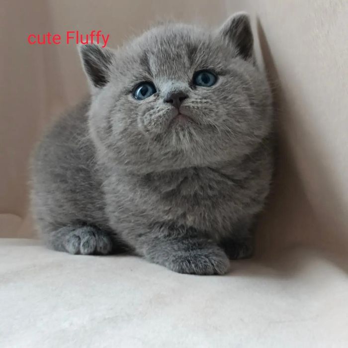 Плюшевые мишки  Сute Flyffy